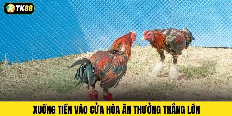 Xuống tiền vào cửa Hòa ăn thưởng thắng lớn